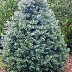 Douglas 2.10 mts – Árbol Natural de Navidad
