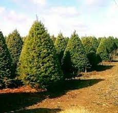 Arbol Natural Noble Canadiense